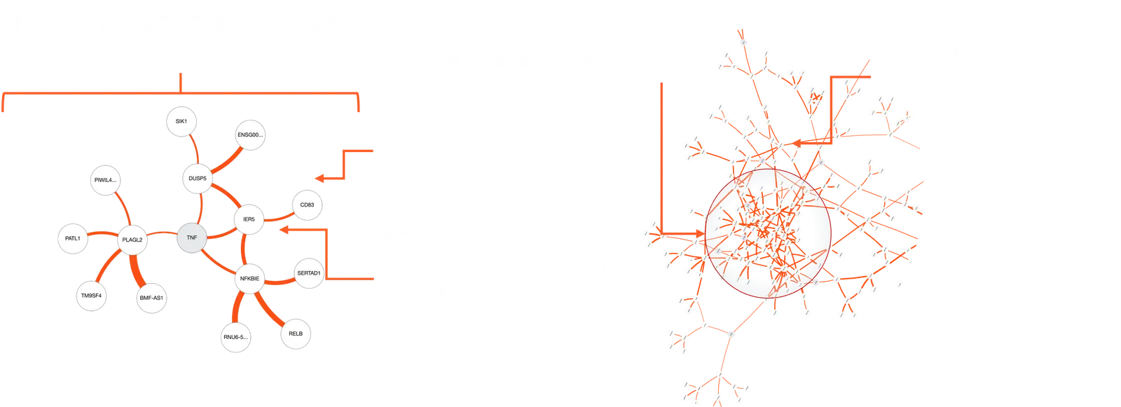 From a neighborhood of genes to a module. How to interpret a biological network. Genes are the nodes, connections or edges link two genes that are consistently co-expressed across the included datasets. Hubs are key genes within those programs.